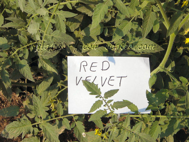 red velvet