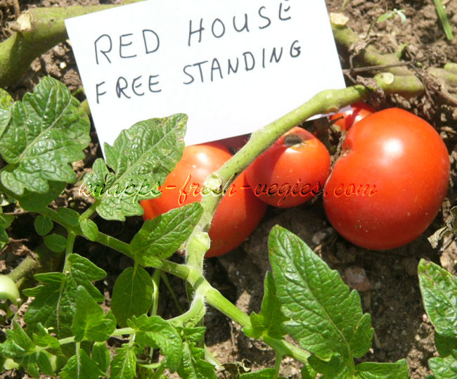 red house